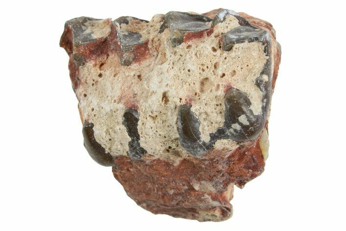 Fossil Horse (Mesohippus) Jaw Section - South Dakota #365174